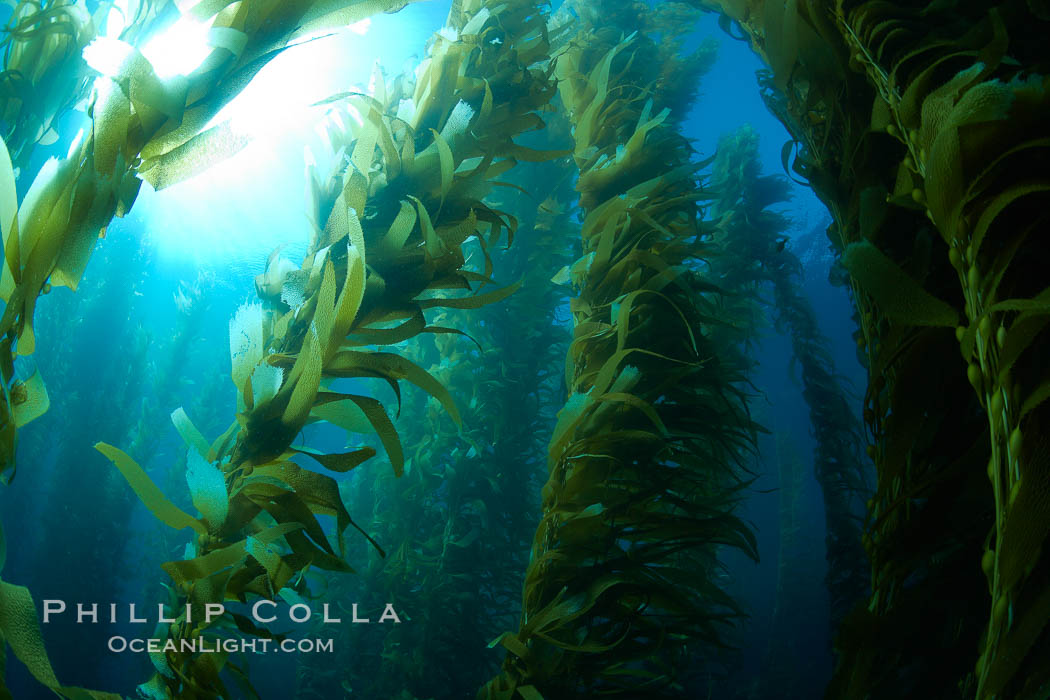 A kelp forest.  Giant kelp grows rapidly, up to 2' per day, from the rocky reef on the ocean bottom to which it is anchored, toward the ocean surface where it spreads to form a thick canopy.  Myriad species of fishes, mammals and invertebrates form a rich community in the kelp forest.  Lush forests of kelp are found through California's Southern Channel Islands. San Clemente Island, USA, Macrocystis pyrifera, natural history stock photograph, photo id 23515