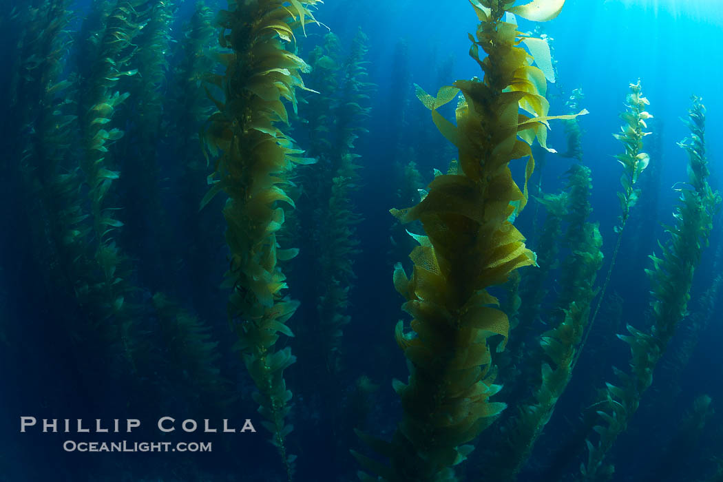 A kelp forest.  Giant kelp grows rapidly, up to 2' per day, from the rocky reef on the ocean bottom to which it is anchored, toward the ocean surface where it spreads to form a thick canopy.  Myriad species of fishes, mammals and invertebrates form a rich community in the kelp forest.  Lush forests of kelp are found through California's Southern Channel Islands., Macrocystis pyrifera, natural history stock photograph, photo id 23543