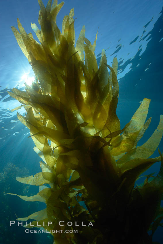 Sunlight filters through a kelp forest, the floating canopy of kelp spreads out on the ocean surface after having grown up from the rocky reef on the ocean bottom, underwater. San Clemente Island, California, USA, Macrocystis pyrifera, natural history stock photograph, photo id 23551