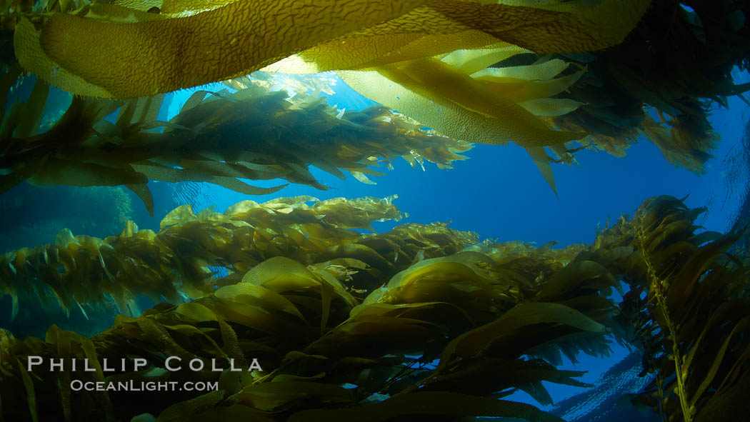 Giant kelp plants lean over in ocean currents, underwater.  Individual kelp plants grow from the rocky reef, to which they are attached, up to the ocean surface and form a vibrant community in which fishes, mammals and invertebrates thrive. San Clemente Island, California, USA, Macrocystis pyrifera, natural history stock photograph, photo id 23591