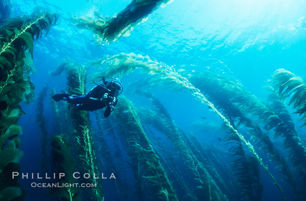 Diver amidst kelp forest. San Clemente Island, California, USA, Macrocystis pyrifera, natural history stock photograph, photo id 19925