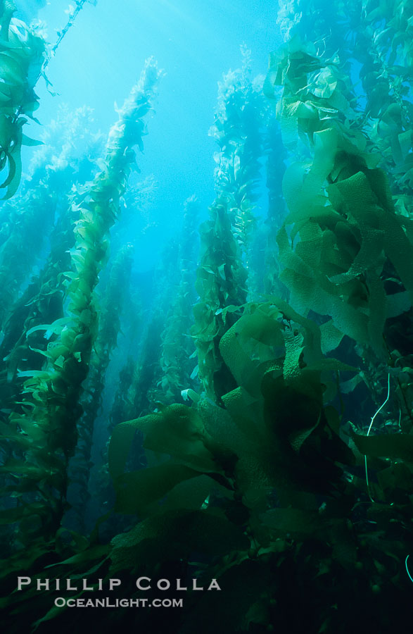 Kelp forest., Macrocystis pyrifera, natural history stock photograph, photo id 19985