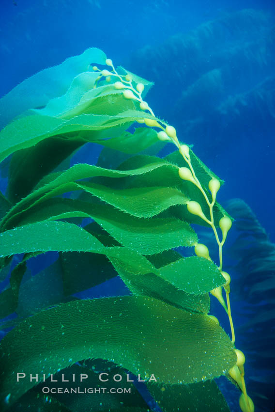 Kelp fronds. San Clemente Island, California, USA, Macrocystis pyrifera, natural history stock photograph, photo id 19989