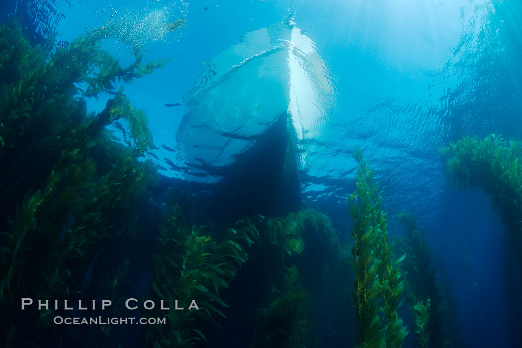 Boat Horizon floats above a kelp forest, clear oceanic waters, underwater. San Clemente Island, California, USA, Macrocystis pyrifera, natural history stock photograph, photo id 23441