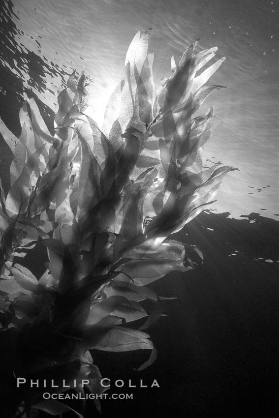Sunlight filters through a kelp forest, the floating canopy of kelp spreads out on the ocean surface after having grown up from the rocky reef on the ocean bottom, underwater. San Clemente Island, California, USA, Macrocystis pyrifera, natural history stock photograph, photo id 23481