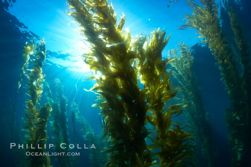 Giant kelp plants lean over in ocean currents, underwater.  Individual kelp plants grow from the rocky reef, to which they are attached, up to the ocean surface and form a vibrant community in which fishes, mammals and invertebrates thrive. San Clemente Island, California, USA, Macrocystis pyrifera, natural history stock photograph, photo id 23525
