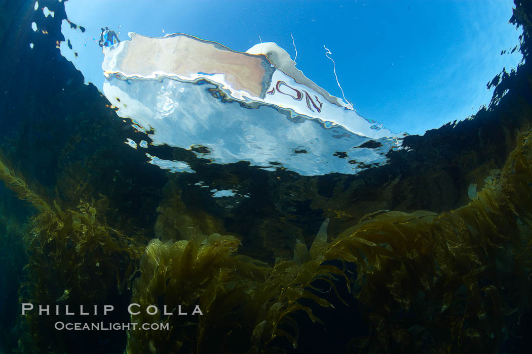 Boat Horizon floats above a kelp forest, underwater. San Clemente Island, California, USA, Macrocystis pyrifera, natural history stock photograph, photo id 23569