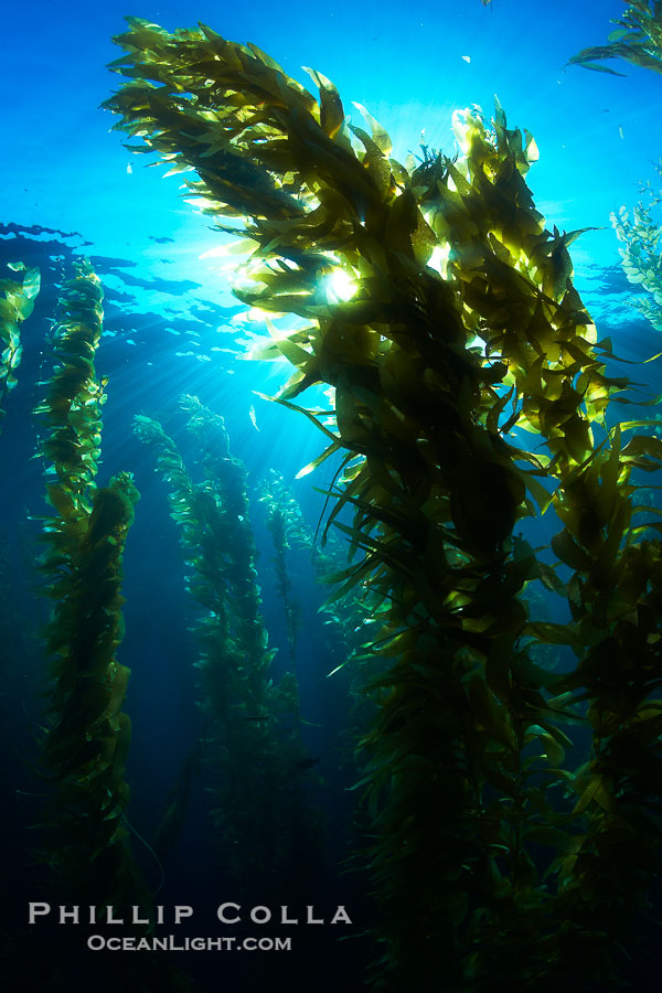 Sunlight filters through a kelp forest, the floating canopy of kelp spreads out on the ocean surface after having grown up from the rocky reef on the ocean bottom, underwater., Macrocystis pyrifera, natural history stock photograph, photo id 23593
