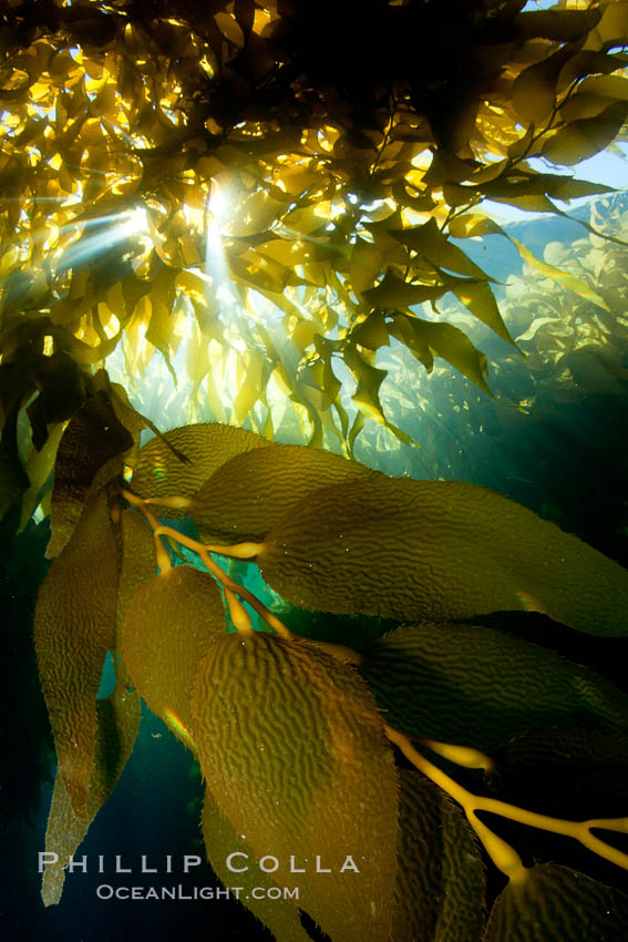 A view of an underwater forest of giant kelp.  Giant kelp grows rapidly, up to 2' per day, from the rocky reef on the ocean bottom to which it is anchored, toward the ocean surface where it spreads to form a thick canopy.  Myriad species of fishes, mammals and invertebrates form a rich community in the kelp forest.  Lush forests of kelp are found through California's Southern Channel Islands. San Clemente Island, USA, Macrocystis pyrifera, natural history stock photograph, photo id 25433
