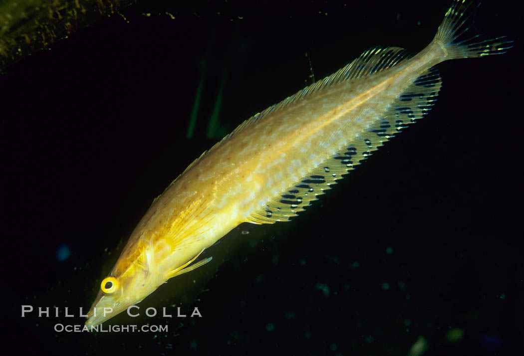 Giant kelpfish. San Clemente Island, California, USA, Heterostichus rostratus, natural history stock photograph, photo id 01946