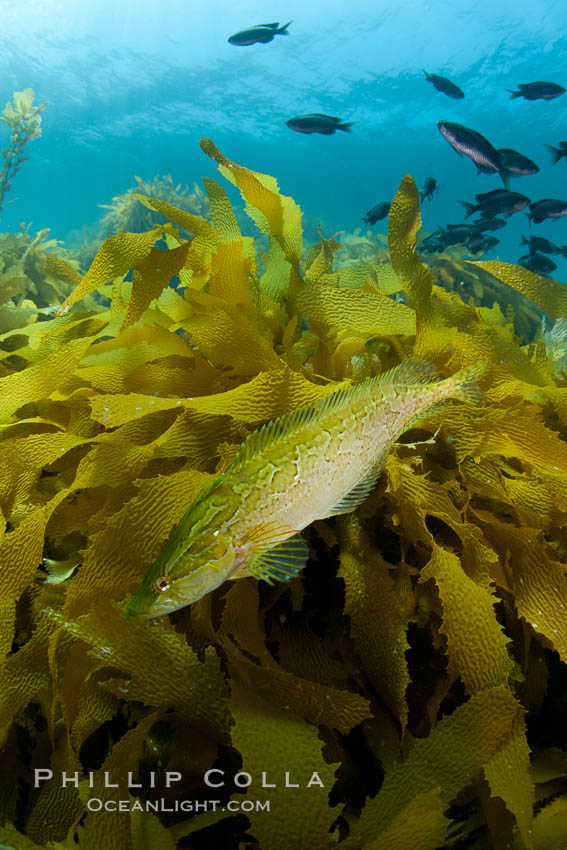 A giant kelpfish swims over Southern sea palms and a kelp-covered reef, mimicing the color and pattern of the kelp leaves perfectly, camoflage, Heterostichus rostratus, San Clemente Island