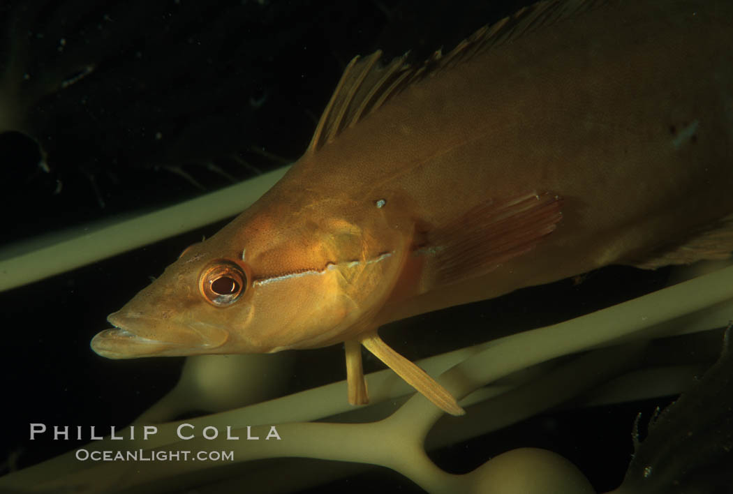 Giant kelpfish. San Clemente Island, California, USA, Heterostichus rostratus, Macrocystis pyrifera, natural history stock photograph, photo id 04790