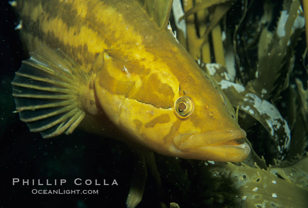 Giant kelpfish in kelp. San Clemente Island, California, USA, Heterostichus rostratus, Macrocystis pyrifera, natural history stock photograph, photo id 05142