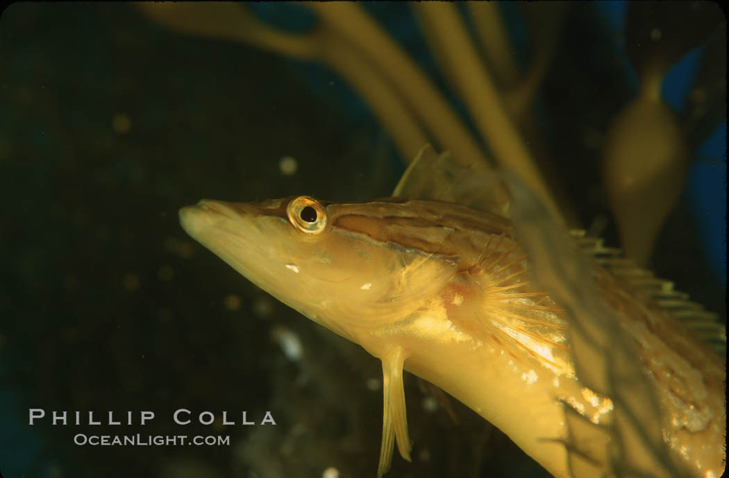 Giant kelpfish in kelp. San Clemente Island, California, USA, Heterostichus rostratus, Macrocystis pyrifera, natural history stock photograph, photo id 04792