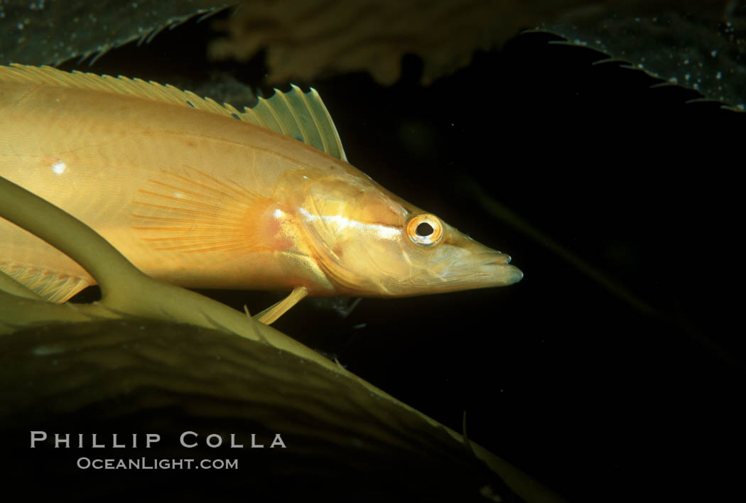 Giant kelpfish amidst kelp. San Clemente Island, California, USA, Heterostichus rostratus, Macrocystis pyrifera, natural history stock photograph, photo id 01291