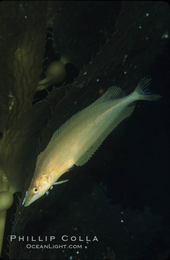 Giant kelpfish in kelp. San Clemente Island, California, USA, Heterostichus rostratus, Macrocystis pyrifera, natural history stock photograph, photo id 04791