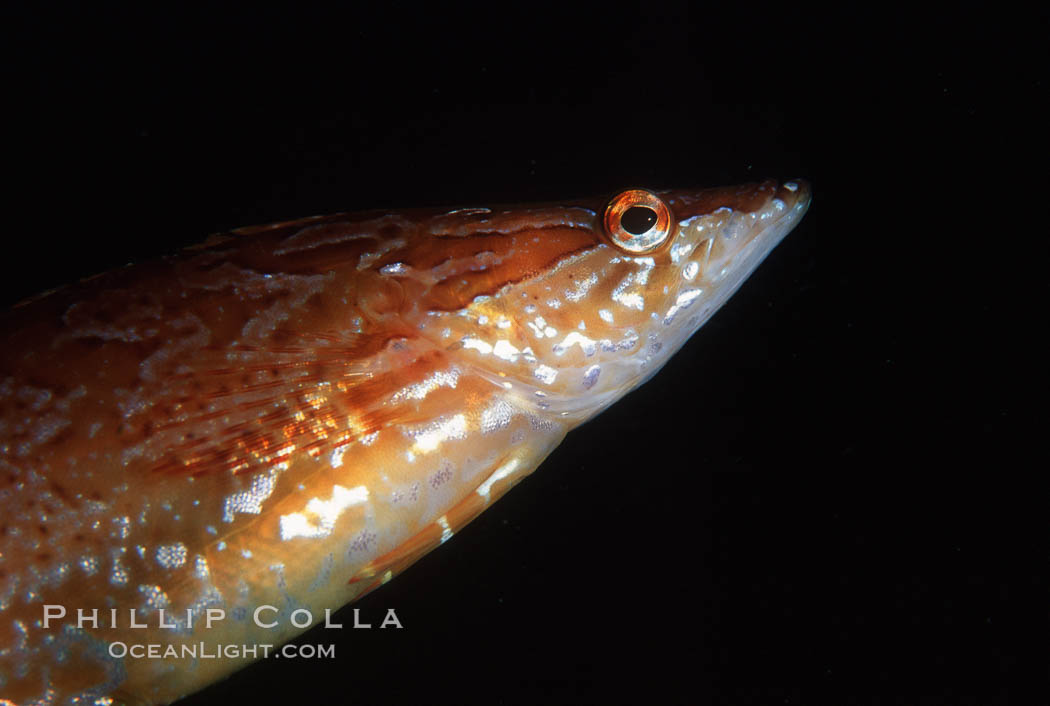 Giant kelpfish in kelp. San Clemente Island, California, USA, Heterostichus rostratus, Macrocystis pyrifera, natural history stock photograph, photo id 05143