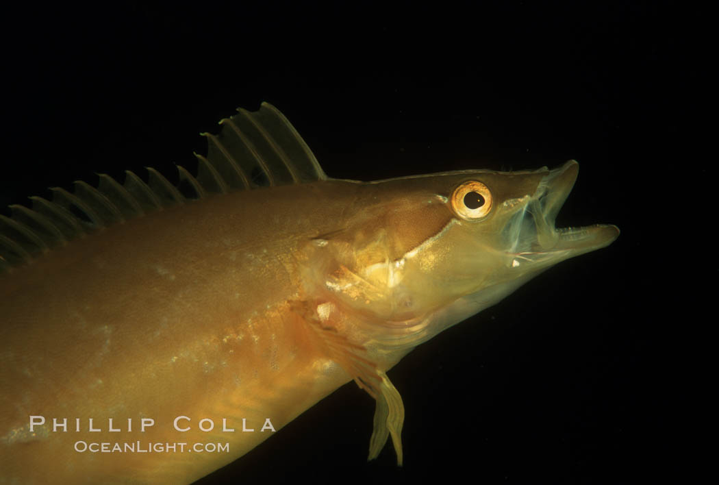 Giant kelpfish. San Clemente Island, California, USA, Heterostichus rostratus, Macrocystis pyrifera, natural history stock photograph, photo id 04789