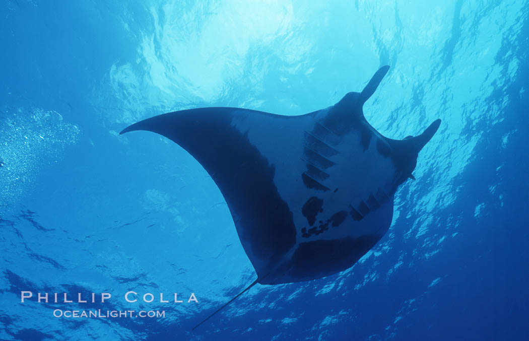 Pacific manta ray with remora, San Benedicto Island, Revilligigedos., Manta birostris, Remora, natural history stock photograph, photo id 06254