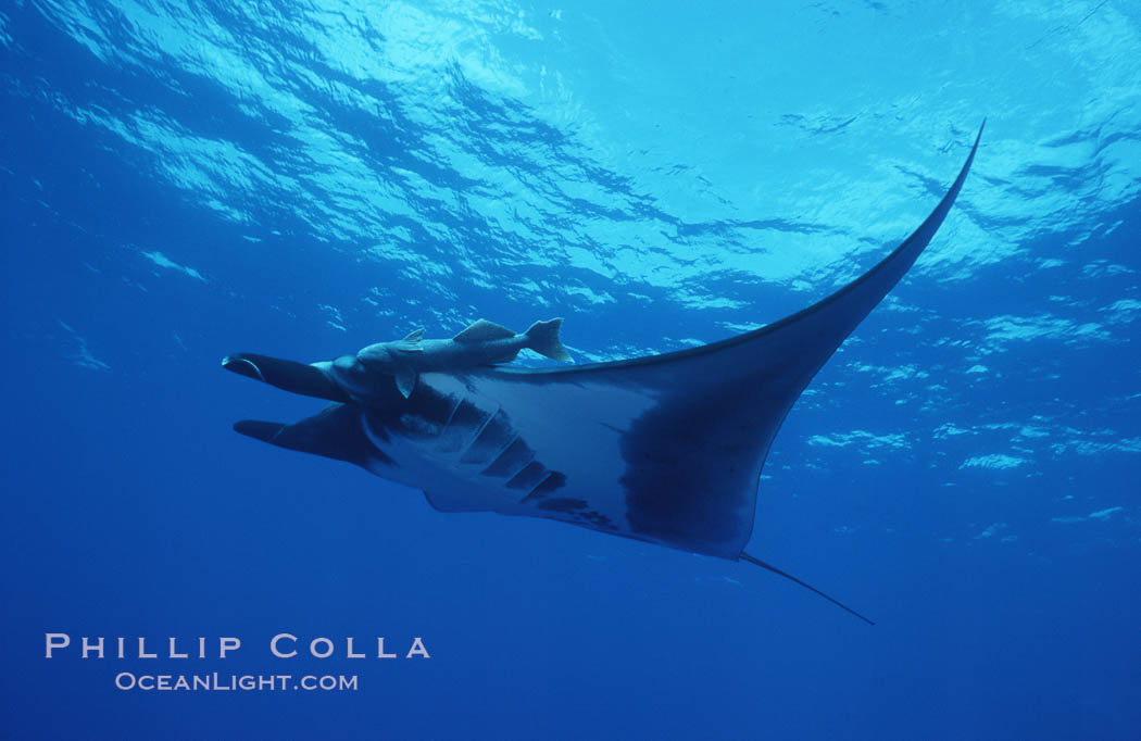 Pacific manta ray with remora, San Benedicto Island, Revilligigedos., Manta birostris, Remora, natural history stock photograph, photo id 06244