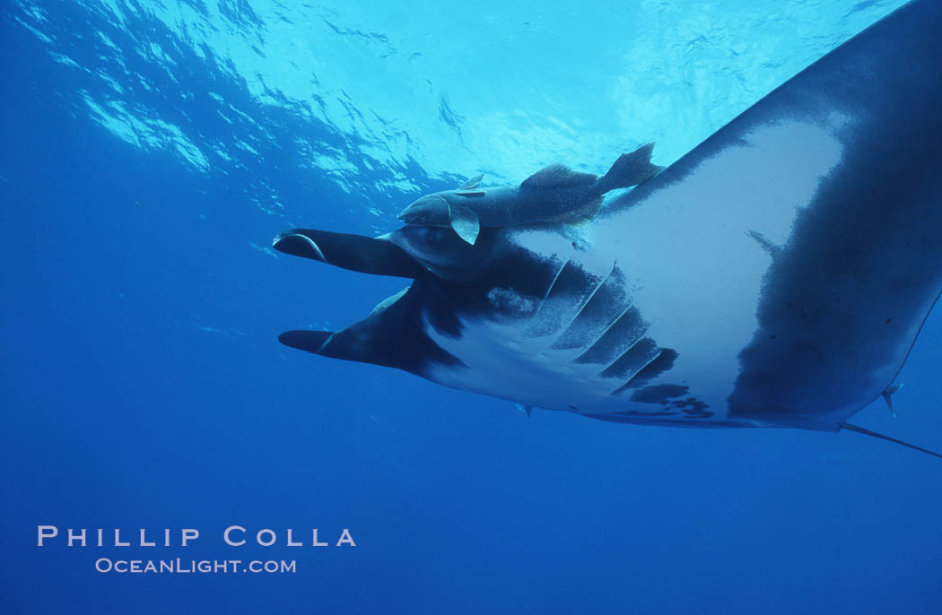 Pacific manta ray with remora, San Benedicto Island, Revilligigedos., Manta birostris, Remora, natural history stock photograph, photo id 06239