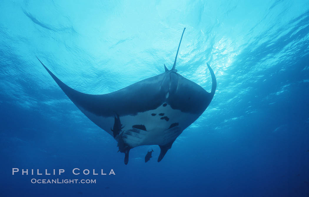 Pacific manta ray with remora, San Benedicto Island, Revilligigedos., Manta birostris, Remora, natural history stock photograph, photo id 06251