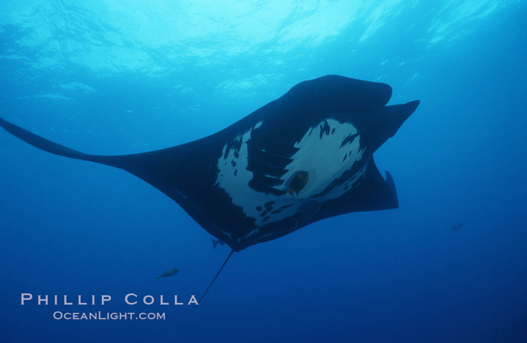 Pacific manta ray with remora, San Benedicto Island, Revilligigedos., Manta birostris, Remora, natural history stock photograph, photo id 06255