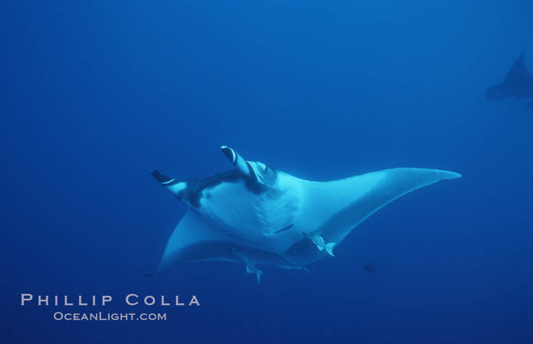 Pacific manta ray with remora, San Benedicto Island, Revilligigedos., Manta birostris, Remora, natural history stock photograph, photo id 06241