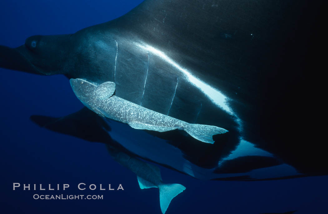 Pacific manta ray with remora. San Benedicto Island (Islas Revillagigedos), Baja California, Mexico, Manta birostris, Remora, natural history stock photograph, photo id 06249