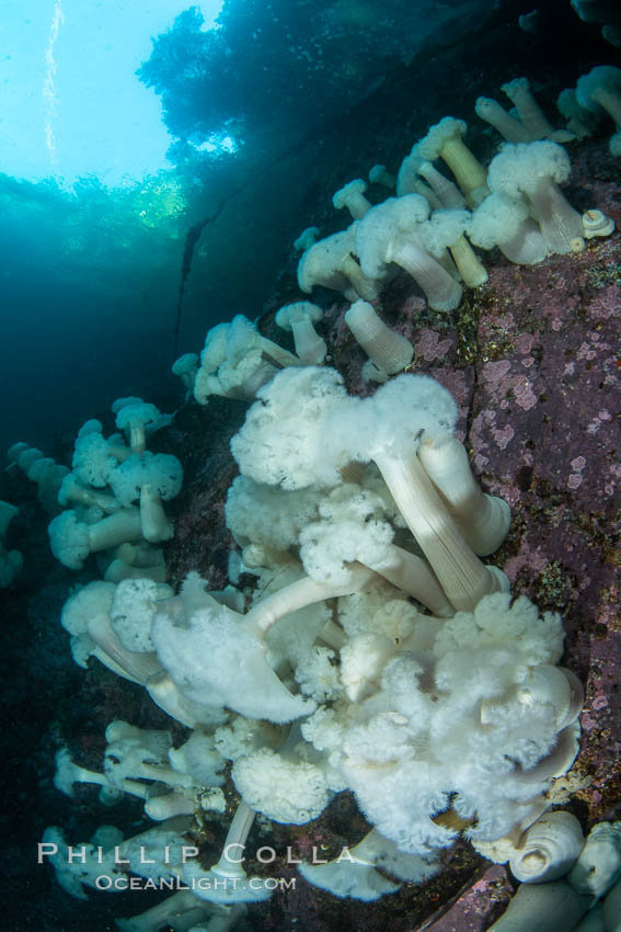 Giant Plumose Anemones cover underwater reef, Browning Pass, northern Vancouver Island, Canada. British Columbia, Metridium farcimen, natural history stock photograph, photo id 35306