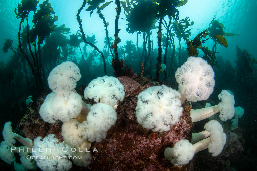 Giant Plumose Anemones cover underwater reef, Browning Pass, northern Vancouver Island, Canada. British Columbia, Metridium farcimen, natural history stock photograph, photo id 35418