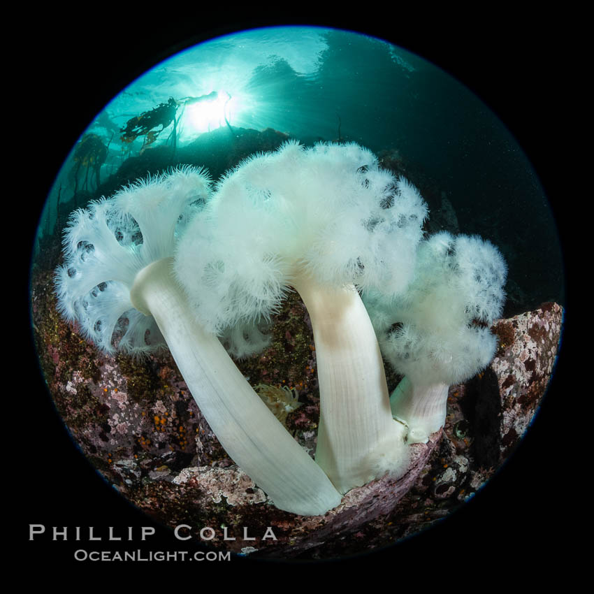 Giant Plumose Anemones cover underwater reef, Browning Pass, northern Vancouver Island, Canada. British Columbia, Metridium farcimen, natural history stock photograph, photo id 35340