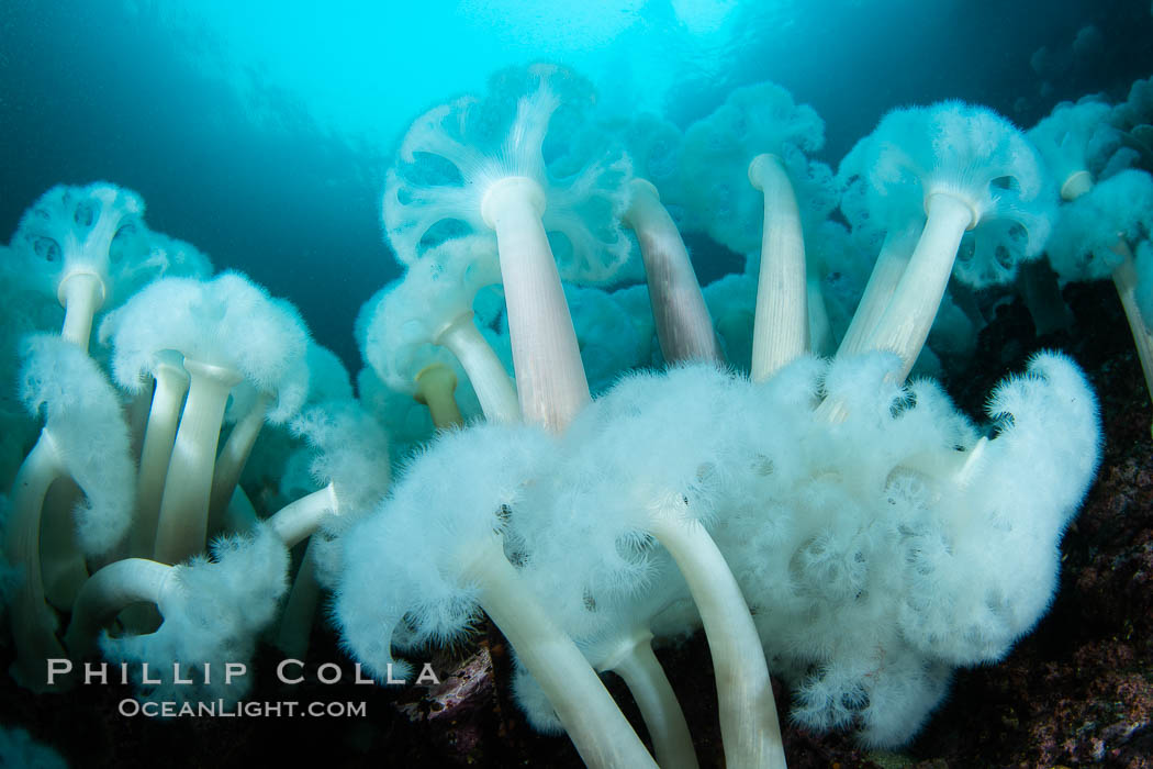 Giant Plumose Anemones cover underwater reef, Browning Pass, northern Vancouver Island, Canada. British Columbia, Metridium farcimen, natural history stock photograph, photo id 35456