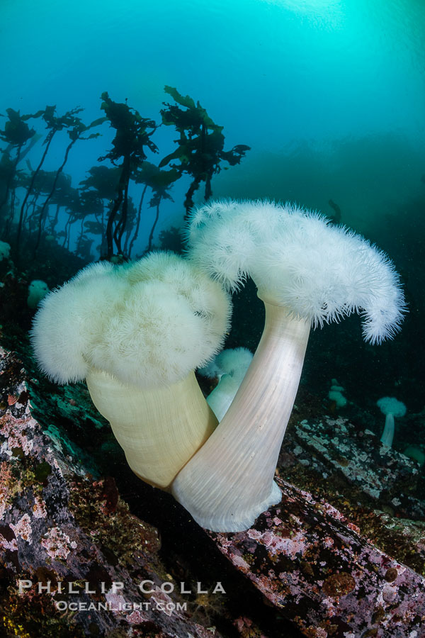 Giant Plumose Anemones cover underwater reef, Browning Pass, northern Vancouver Island, Canada., Metridium farcimen, natural history stock photograph, photo id 35504