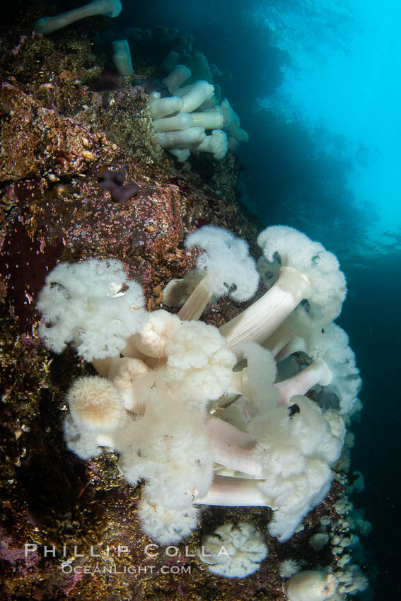 Giant Plumose Anemones cover underwater reef, Browning Pass, northern Vancouver Island, Canada. British Columbia, Metridium farcimen, natural history stock photograph, photo id 35307