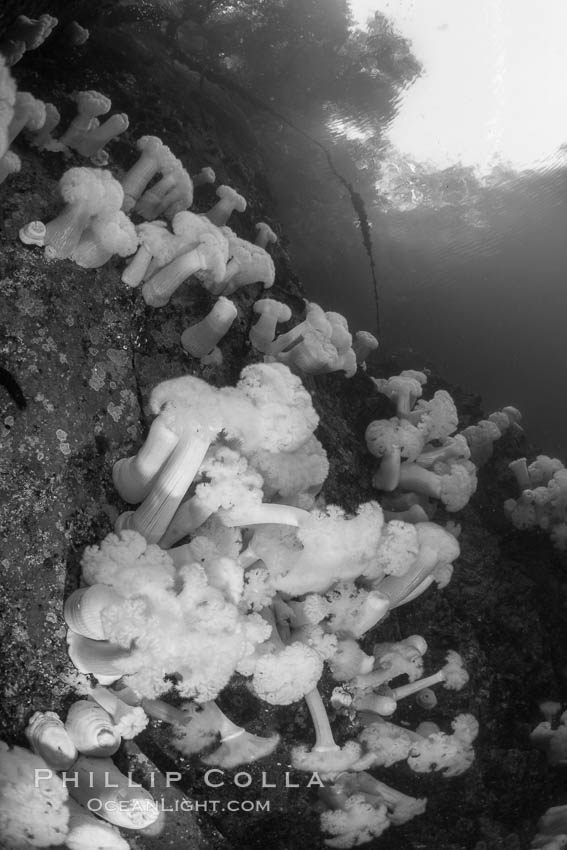 Giant Plumose Anemones cover underwater reef, Browning Pass, northern Vancouver Island, Canada. British Columbia, Metridium farcimen, natural history stock photograph, photo id 35371