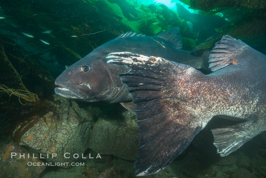 Giant black sea bass, gathering in a mating - courtship aggregation amid kelp forest, Catalina Island. California, USA, Stereolepis gigas, natural history stock photograph, photo id 33390