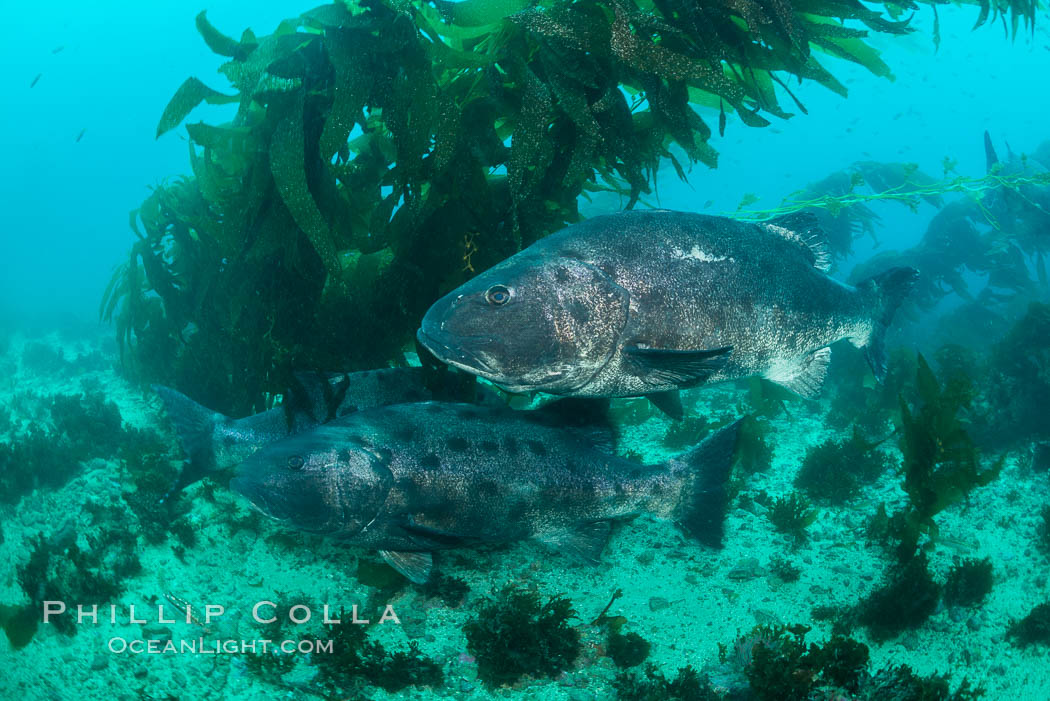 Giant black sea bass, gathering in a mating - courtship aggregation amid kelp forest, Catalina Island. California, USA, Stereolepis gigas, natural history stock photograph, photo id 33402