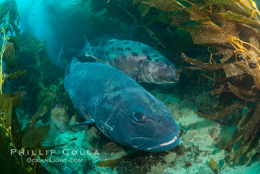 Giant black sea bass, gathering in a mating - courtship aggregation amid kelp forest, Catalina Island. California, USA, Stereolepis gigas, natural history stock photograph, photo id 33412
