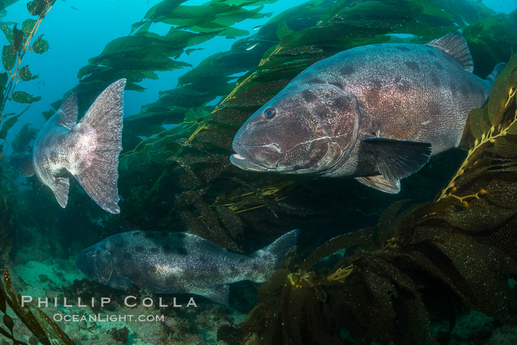 Giant black sea bass, gathering in a mating - courtship aggregation amid kelp forest, Catalina Island. California, USA, Stereolepis gigas, natural history stock photograph, photo id 33399