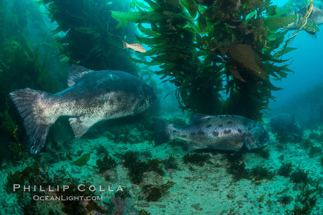 Giant black sea bass, gathering in a mating - courtship aggregation amid kelp forest, Catalina Island. California, USA, Stereolepis gigas, natural history stock photograph, photo id 33373