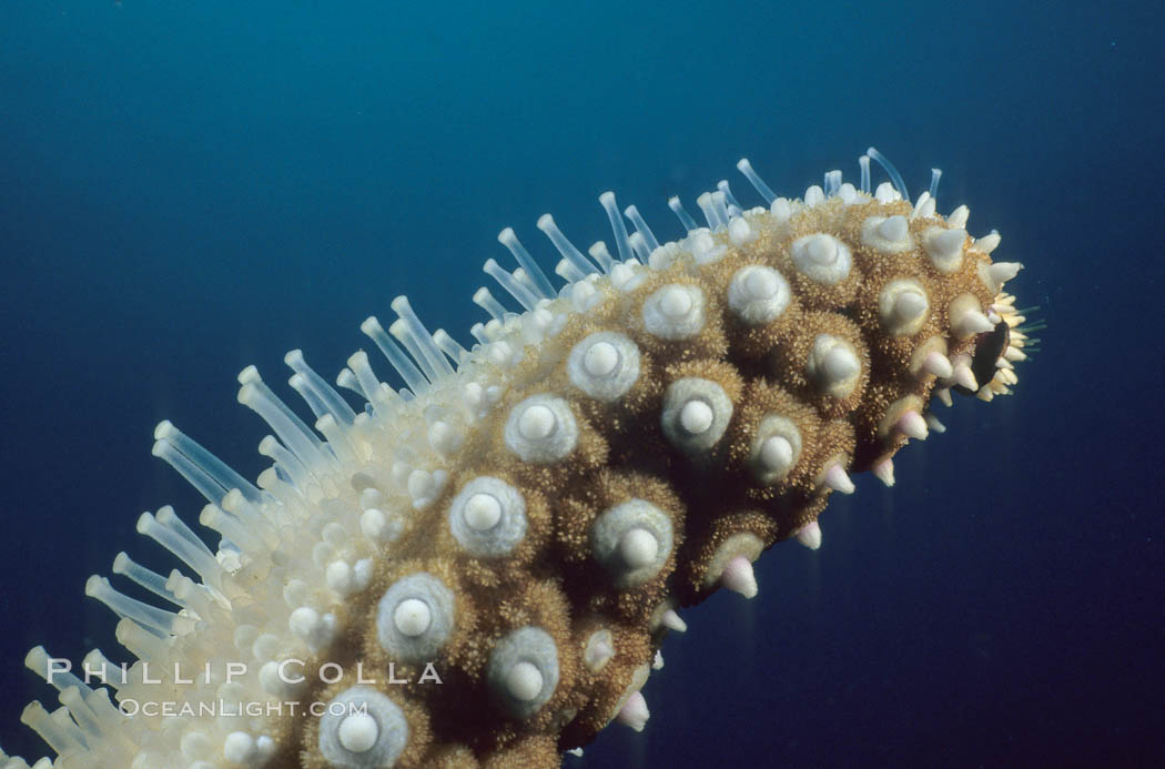 Starfish (sea star), detail showing tube feet ending in small suckers. La Jolla, California, USA, Pisaster giganteus, natural history stock photograph, photo id 07015