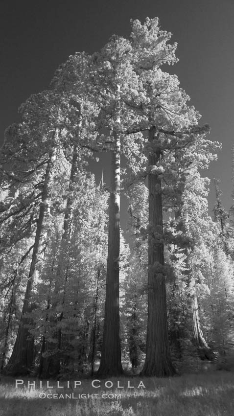 Giant sequoia tree towers over surrounding trees in a Sierra forest.  Infrared image. Mariposa Grove, Sequoiadendron giganteum, natural history stock photograph, photo id 23306