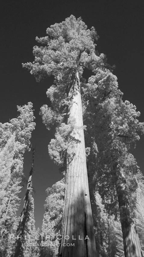 Giant sequoia tree towers over surrounding trees in a Sierra forest. Infrared image, Sequoiadendron giganteum, Mariposa Grove