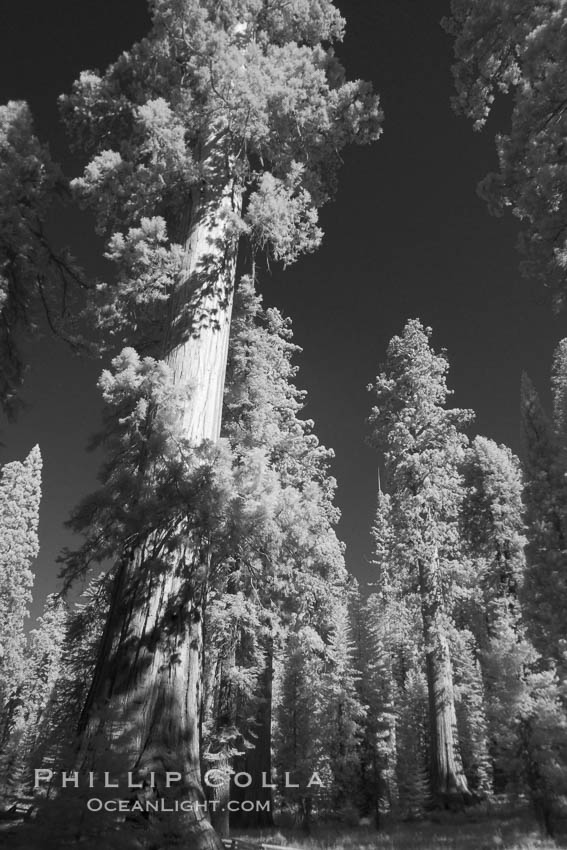 Giant sequoia tree towers over surrounding trees in a Sierra forest.  Infrared image. Mariposa Grove, Sequoiadendron giganteum, natural history stock photograph, photo id 23308