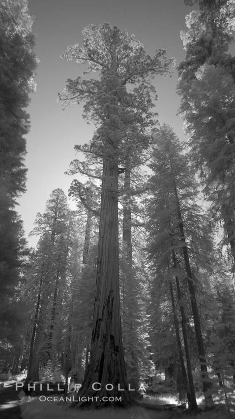 Giant sequoia tree towers over surrounding trees in a Sierra forest.  Infrared image. Mariposa Grove, Sequoiadendron giganteum, natural history stock photograph, photo id 23307