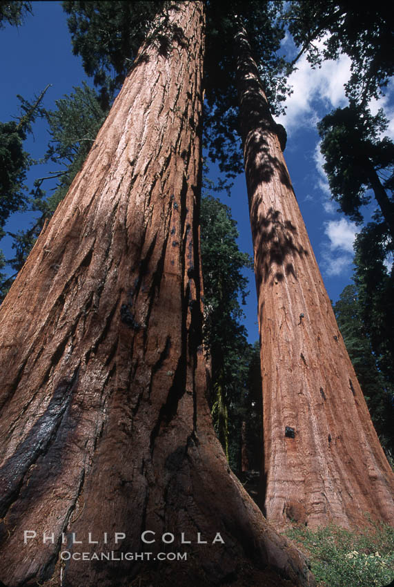Giant Sequoia tree. Mariposa Grove, Yosemite National Park, California, USA, Sequoiadendron giganteum, natural history stock photograph, photo id 03646