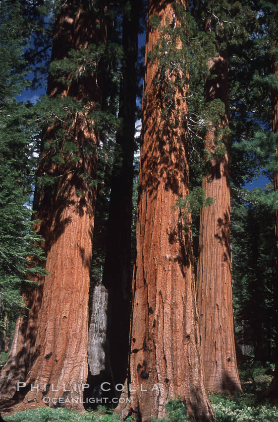 Giant Sequoia tree. Mariposa Grove, Yosemite National Park, California, USA, Sequoiadendron giganteum, natural history stock photograph, photo id 03658