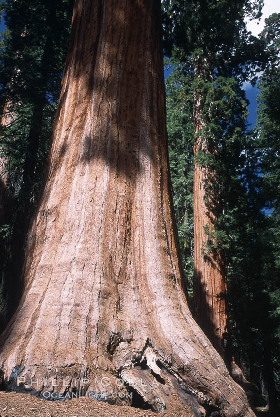 Giant Sequoia tree. Mariposa Grove, Yosemite National Park, California, USA, Sequoiadendron giganteum, natural history stock photograph, photo id 03662