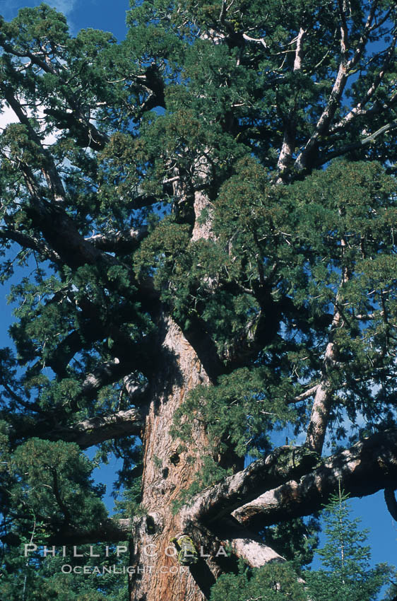 Giant Sequoia tree. Mariposa Grove, Yosemite National Park, California, USA, Sequoiadendron giganteum, natural history stock photograph, photo id 03678